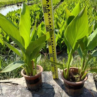 ����ֱ�l ���˽� �����˽� ˮ�����˽� �Sβ ������ˮ��ֲ��