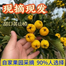 2025�����Sɽ��r�����r�Լҹ��@���й���ζ����ɽ����ٽ����ͶY