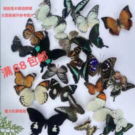 真蝴蝶昆虫未展翅原蝶工艺品学生手工DIY材料教具教学