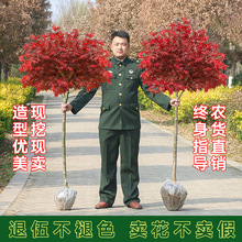 一件代发红枫树苗四季中国红庭院美国日本紅舞姬盆景园林绿化植物