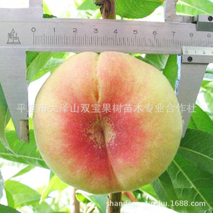 �����Ҙ��� ����ˮ���� ɽ�|�������l�����Ϸ��Nֲ��Ʒ�N������