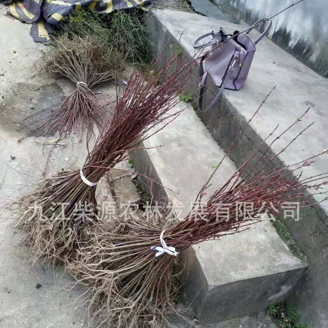 Поставка саженцев кленового когтя, цены на кленовый коготь, кленовый коготь Цзянси 7cm 5см кленовый коготь 3см кленовый коготь