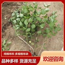 ����  ֧�����l��������G����ľ�ɻ��ʸ߃r��� ��������