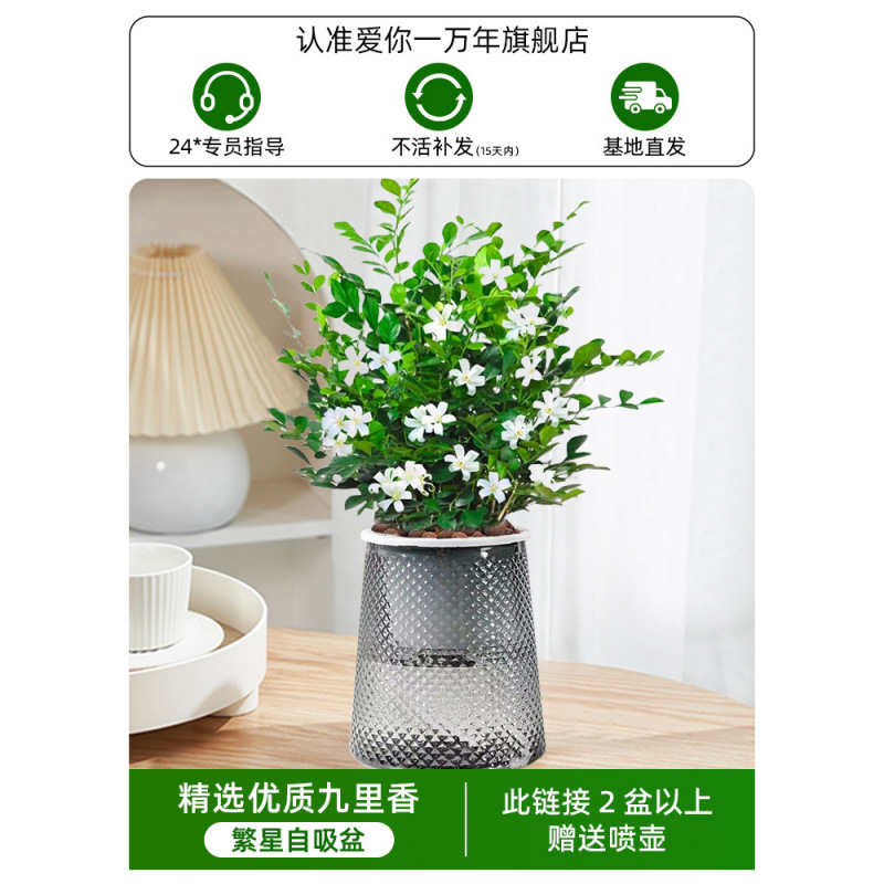 지우리샹(별이 빛나는 분지) + 영양액(2개 구매시 물뿌리개 증정)