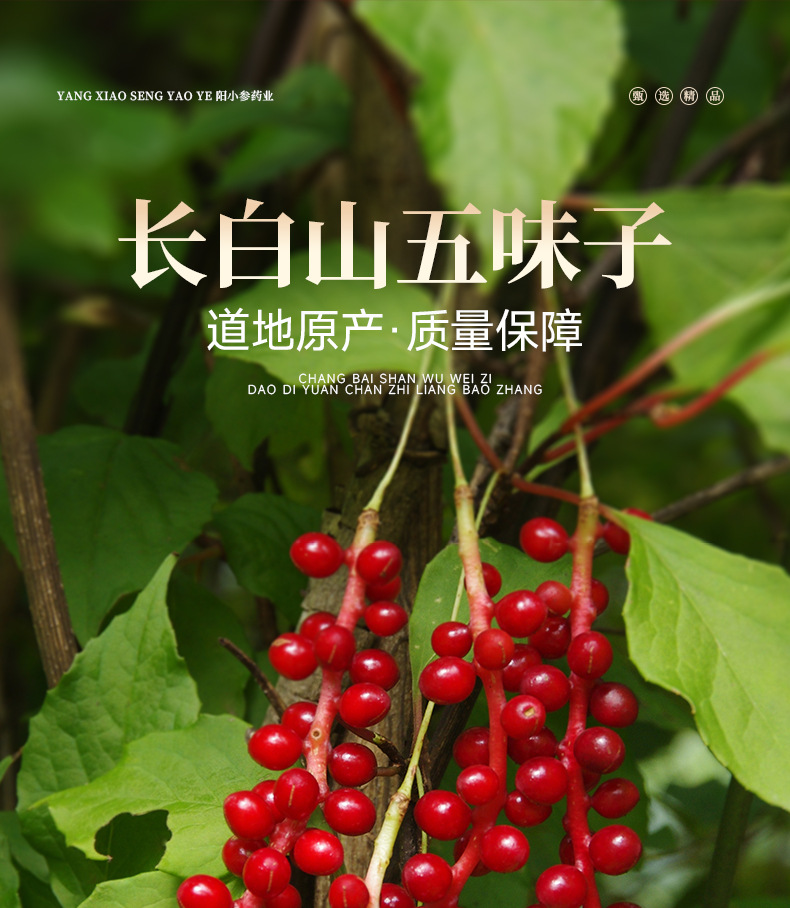 Dried Schisandra Berry Wu Wei Zi 100g Bottle Northeast China Herbal Tea Ingredient key features