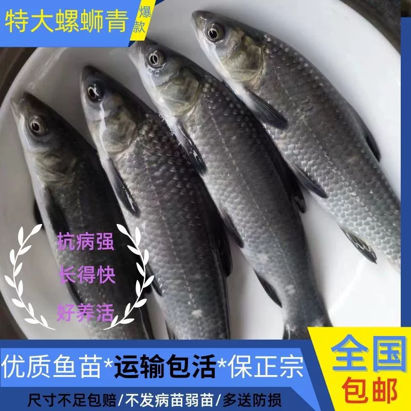 Черный карп из черепахового ушка Цзянсу, черный тенч, 0.5kg крупных карасей, черный карп, четыре основных вида рыбы, местная особая крупная разведовательная рыба.