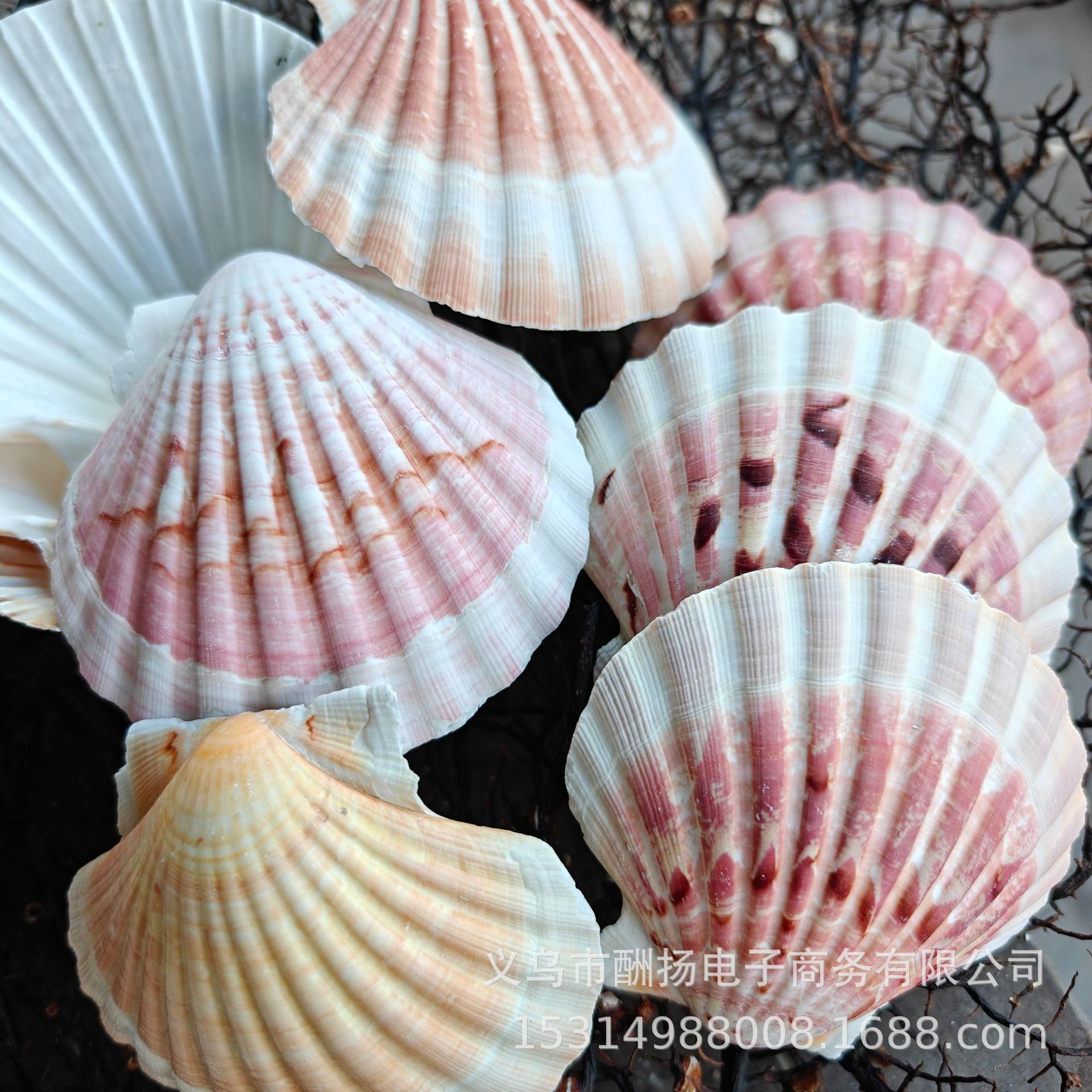 One colorful large scallop (7-12cm, random selection)