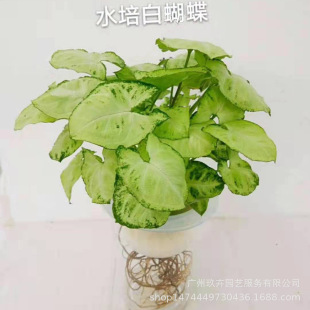 Hydroponic White Butterfly Taro Plant Potted Indoor Office Desktop Plant Foliage Plant Purifies the Air
