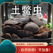 土元土鳖虫中药材土元虫地鳖虫士鳖虫非野生土元干非金边打土元粉