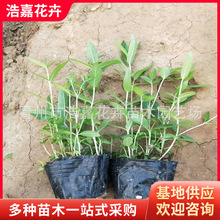 ǧ����ˮ��ֲ�� ǧ���˲ݻ� �޸����� ���� �ӵ���ؾG��������