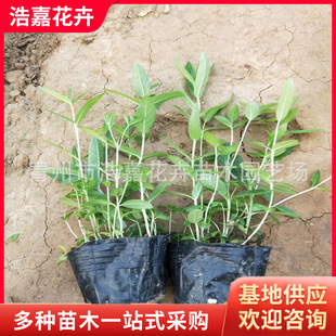 Thousand Flexure Aquatic Plants Thousand Flexure Grass Florals Perennial Florals Potted River Wetland Greening Project Seedlings
