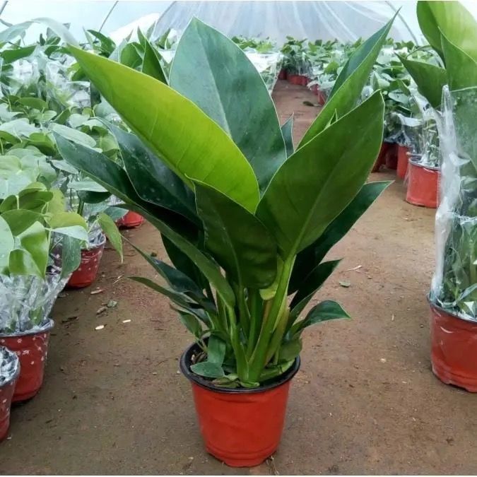 Large-Leaf Golden Diamond Is Evergreen All Year Round, Absorbs Formaldehyde and Purifies the Air. Plants Are Indoor Green Plants and Are Easy to Feed Potted Plants on the Living Room Desktop Large-Leaf Golden Diamond Is Evergreen All Year Round, Absorbs Formaldehyde and Purifies the Air. Plants Are Indoor Green Plants and Are Easy to Feed Potted Plants on the Living Room Desktop