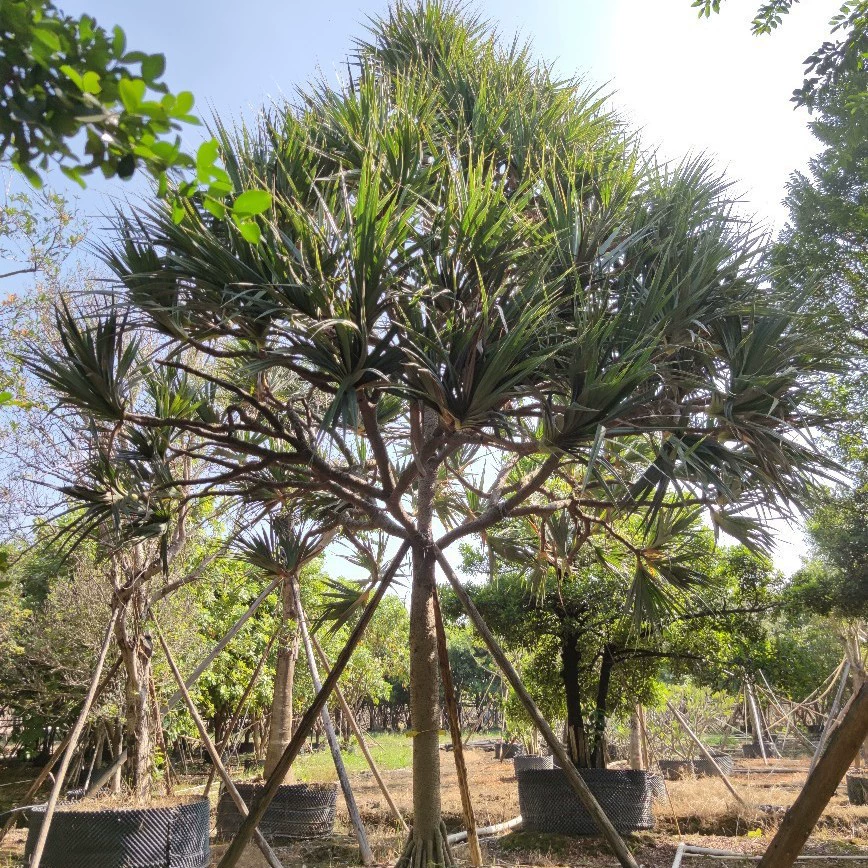 2111 Поставка бутик красный колючий лес с панданом 5-6 метров дворовая вилла с особыми деревьями