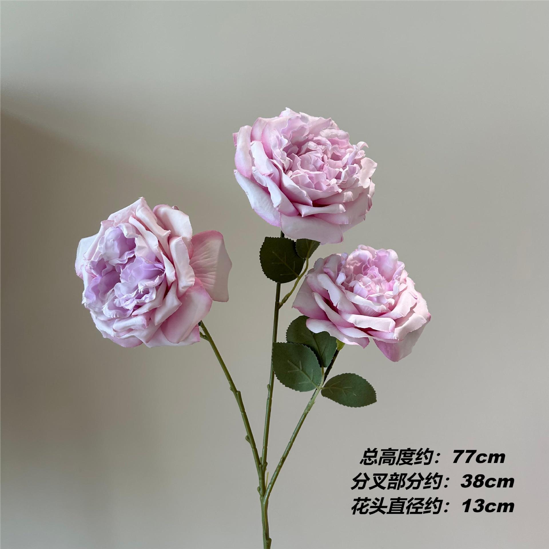 MJ 빅 오스틴 로즈