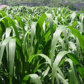 批发家畜饲料牧草种子 杂交苏丹草草籽 生长力绿化强苏丹草种子