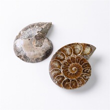 自然博物馆大号斑彩螺化石天然海洋生物科普教学生菊化石标本材料