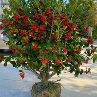 �o���۹���o���۹�С���B���ޘ������M���д̘����ļ�����ֲ��