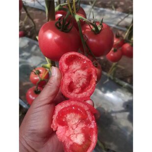 ���ѷN�����t���N��ǧ�������}Ů�����ӷN�ݙ���С���ѷN�ӷ�����