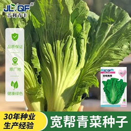 蔬菜种子