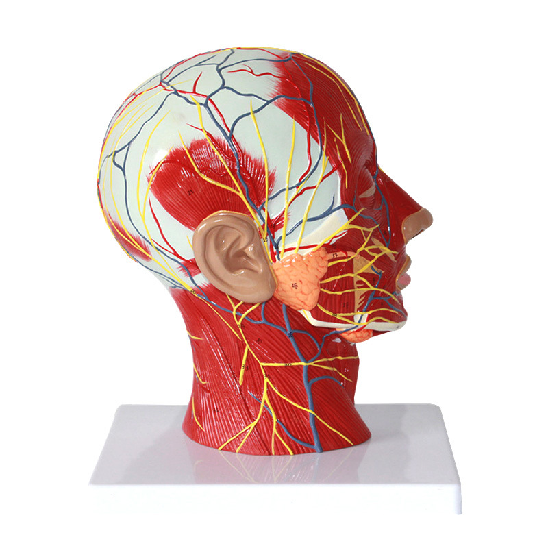 ҽѧ ͷ������ʸ״���渽Ѫ����ģ�� �沿ģ�� ͷ������ģ��