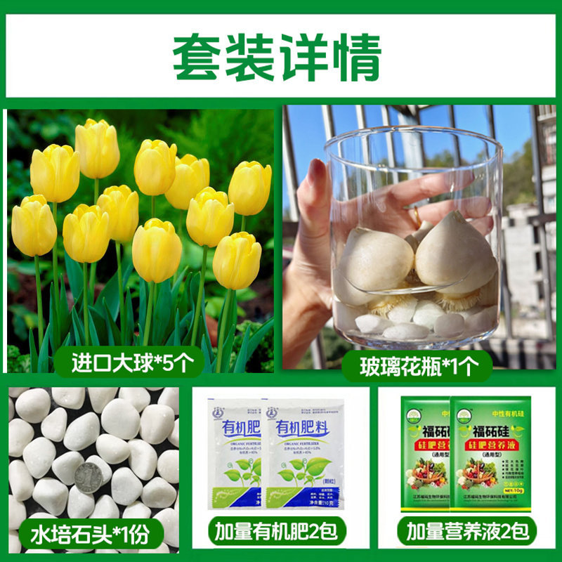 Round bottle hydroponic kit: a16 moonlight tulip 5 large bulbs + 2 nutrient solutions + 2 fertilizers + glass bottle + pebbles