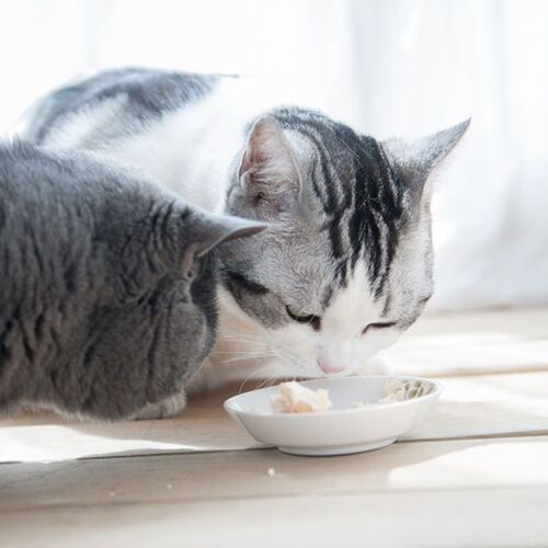 Yingtaifeng 40g Boiled Chicken Breast Cat Snacks Boiled Chicken Breast Cat Snacks Nutritional Chicken Breast Pets