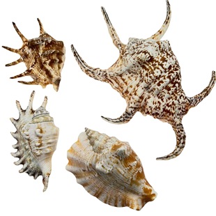 Shell Conch Sea Star Spider Snail Specimen Fish Tank Landscape Decoration Ornaments Children's diy Drift Bottle Production and Processing