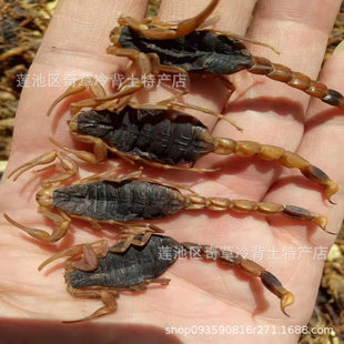 ȫϐ,ϐ��,��ș�����lȫϐ,