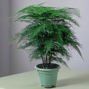 Medium and Large Authentic Asparagus Potted Indoor Living Room Beautification Artifact, Evergreen All Year Round, Purifying Air, a Must-Have for Home Furnishings