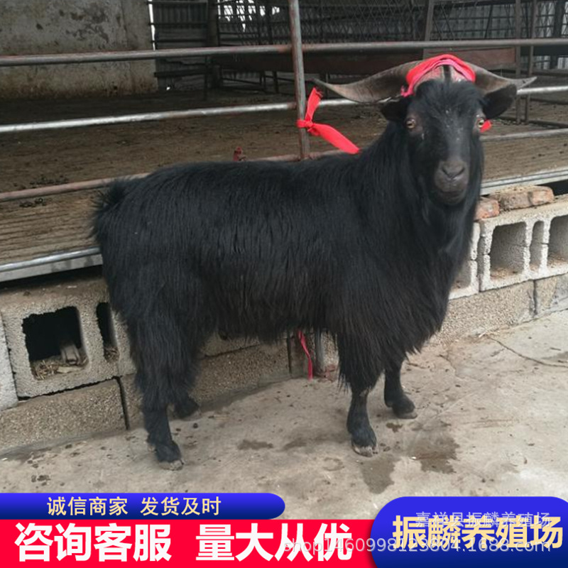 For Sale: Nubian Black Goats, Baby Goats, Lambs, How Much Is One Pregnant Female Goat? For Sale: Nubian Black Goats, Baby Goats, Lambs, How Much Is One Pregnant Female Goat?