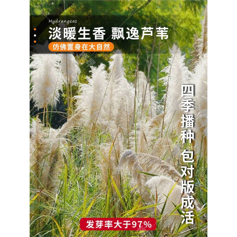 芦苇种子狗尾巴种籽护坡固土草绿化植物水生小灌木四季常青多年生