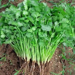 Four Seasons Farmhouse Small Coriander Seed Seedlings Large-Leaf Coriander Balcony Vegetable Edible Vegetable Potted Seeds Coriander Seeds