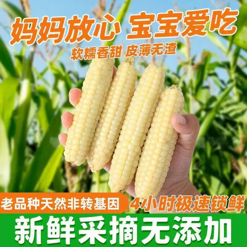 云南西双版纳拇指玉米早餐代餐即食新鲜甜香糯儿童小玉米真空包装