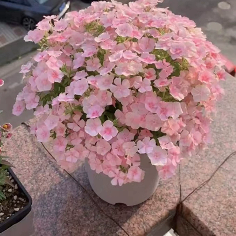 Семена цветов фуксии посажены и цветут в любое время года, их легко кормить в цветочных горшках на внутренних и наружных балконах съедобными семенами.