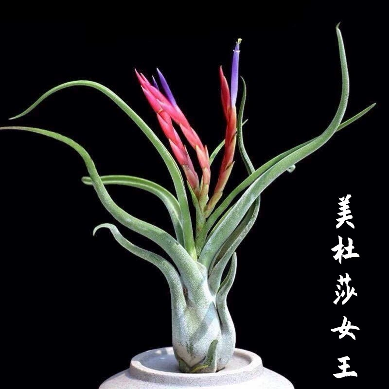 Аниан Air Medusa Queen, ленивая беспочвенная растение для дома, зелёное растение в горшке, балконное зелёное растение