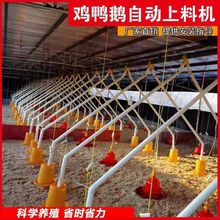 养鸡场自动喂料机鸡用养殖送料设备鸡舍全套自动上料投料简易料线