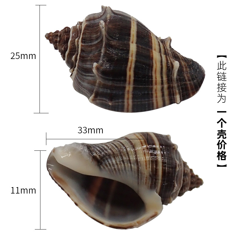 2-3cm 게에 적합한 피콕 블루 x68 작은 고슴도치