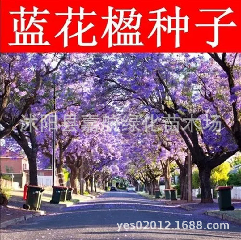 蓝花楹种子蓝雾树巴西紫葳紫云木树种子景观绿化观赏开蓝色花植物