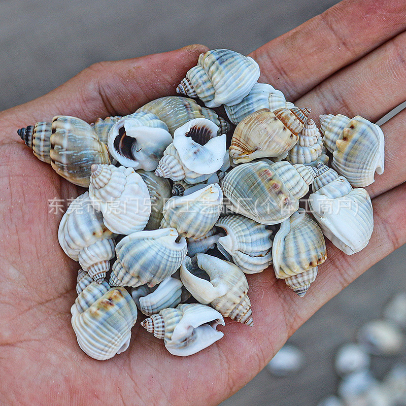 Concha Daquan natural con cera de pescado, materiales decorativos mediterráneos DIY al por mayor