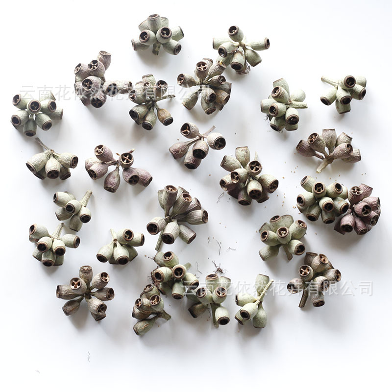 Flores secas, fruta zombie, fruta de eucalipto, campanas de viento, marcos de fotos de frutas, imanes para refrigerador, coronas, kits de materiales DIY de fruta seca hecha a mano, venta al por mayor de fábrica.