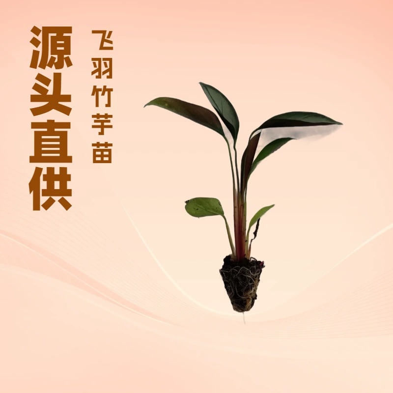 Комнатные растения, фаленопсис, бамбук, рассада из тканевых культур, садовые цветы, рассада оптом, зеленые растения