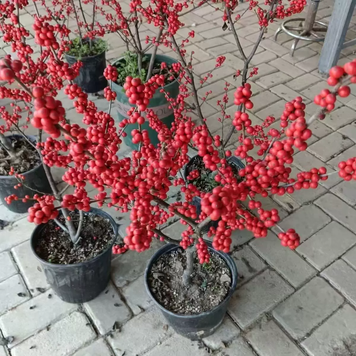 北美冬青观果植物招财耐寒树苗绿植花卉盆栽授粉红果室内年宵花卉