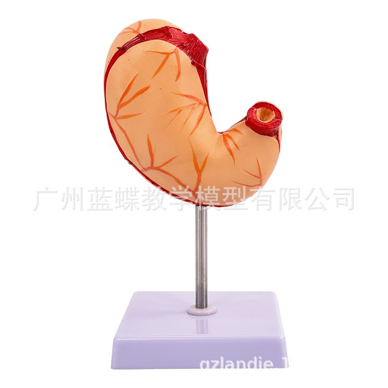 ������θģ������θ�봩�ײ�̬θģ��������θ��״�����������