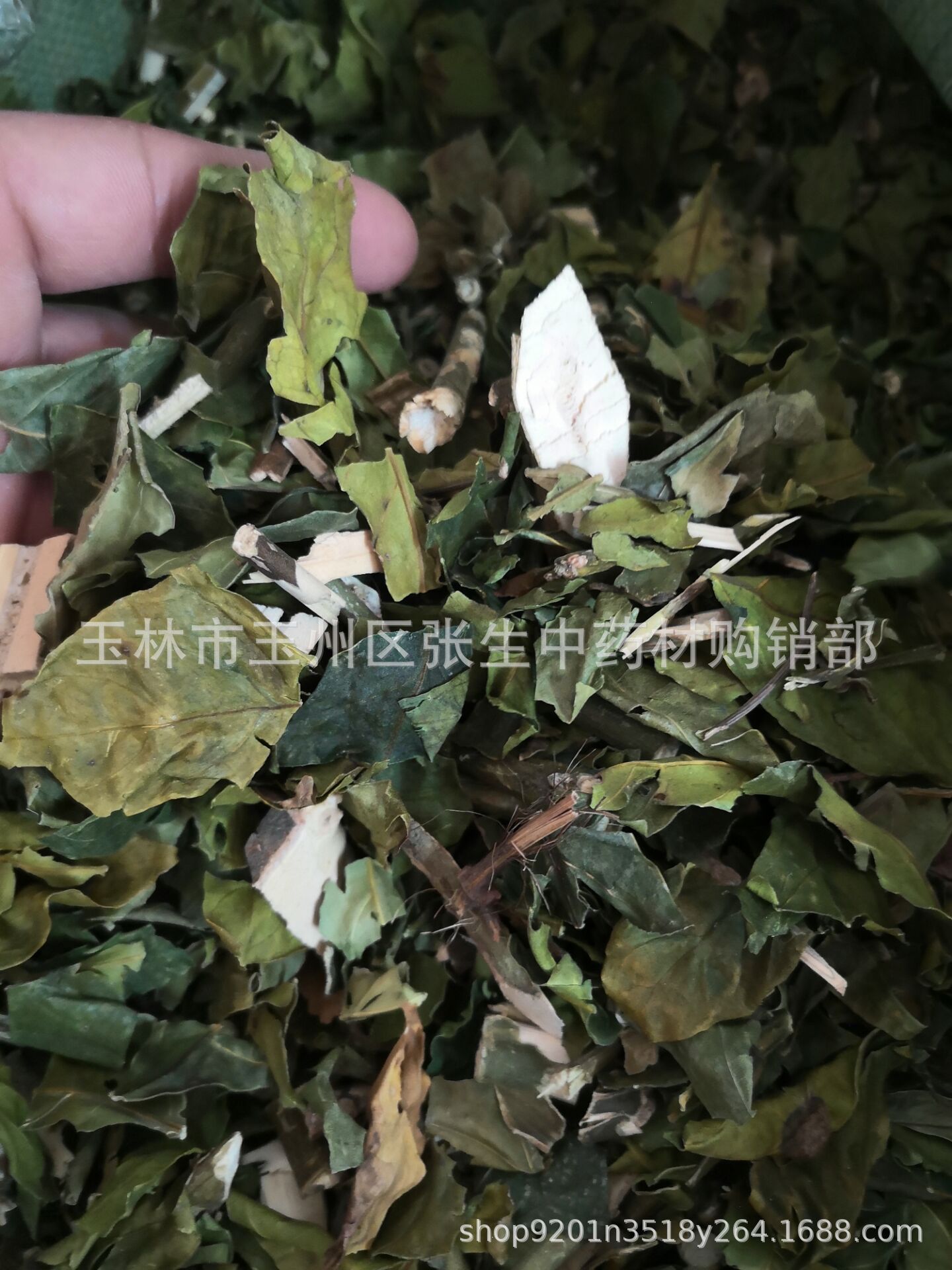 中药材批发 大驳骨 大驳骨丹 接骨木 大还魂 散装优质  500克