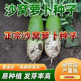 天津沙窝萝卜 罐装 甜脆爽口青皮沙窝水果萝卜种子养心菜种子