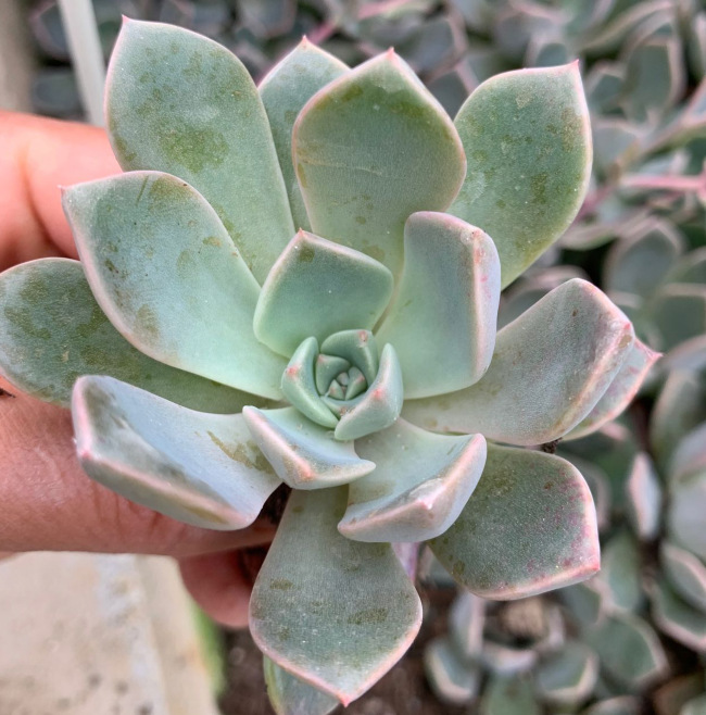 Tianyu. Plug seedlings Pretty in Pink Succulent plants wholesale Direct base Sheds base