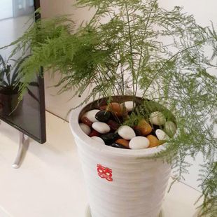 ��Ʒ�Z��ʯ�껨ʯԭʯ�ߒ������ʯ�^�b�䁵��~�׈@ˇ���ͥԺʯ