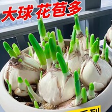 水仙花种球盆栽水培室内四季水养花卉洋水仙植物风信子郁金香种子