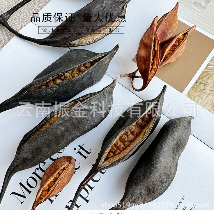 【小船果】火焰豆开口豆荚天然真花干花手作植物标本果壳装饰