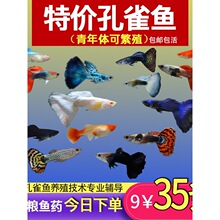 孔雀鱼纯种观赏鱼小型淡水好养热带鱼活体清道夫斑马金鱼小鱼鱼苗